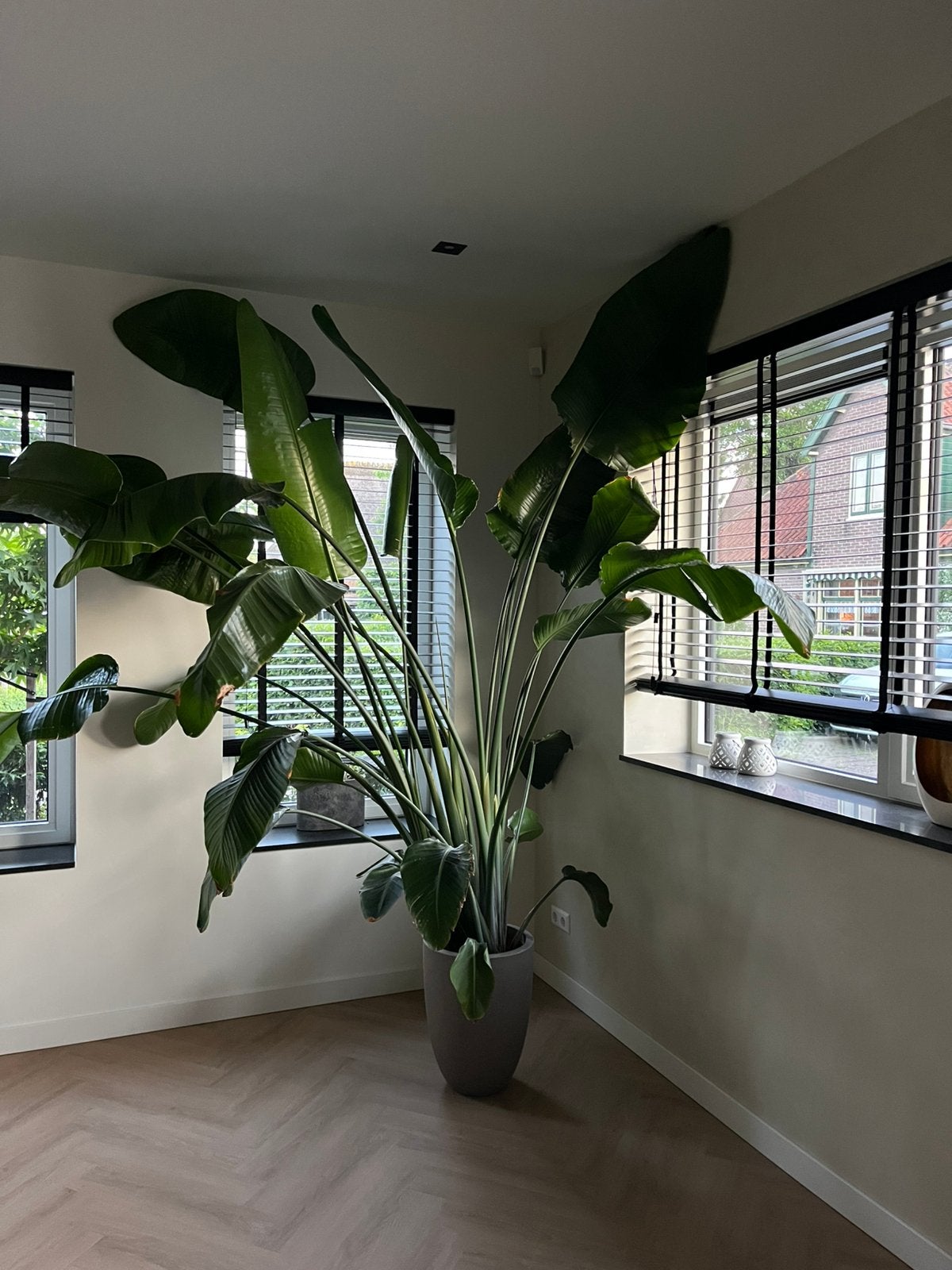 Grote strelizia in pot, Huis en Inrichting, Ophalen, In pot, Halfschaduw, Minder dan 100 cm
