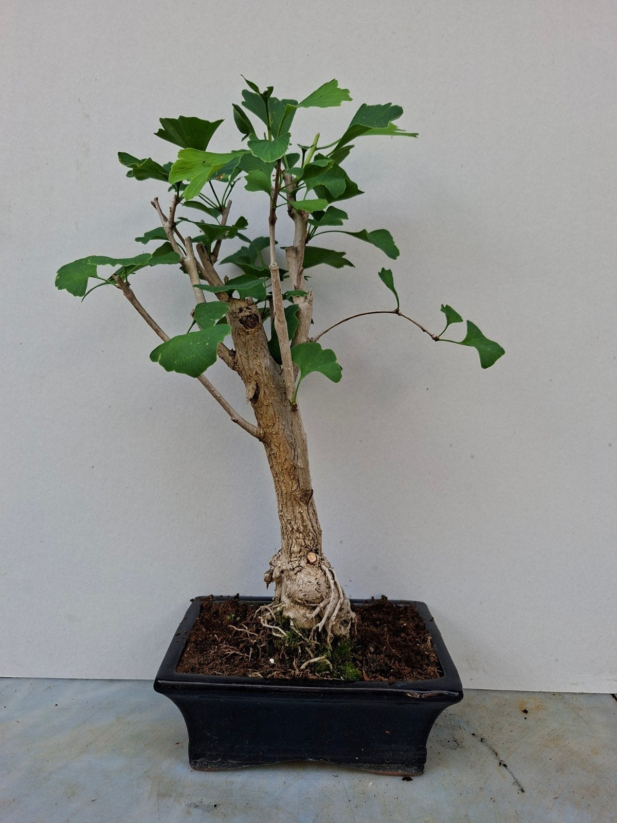 Bonsai, Ophalen, Bloeit niet, Halfschaduw, Overige soorten