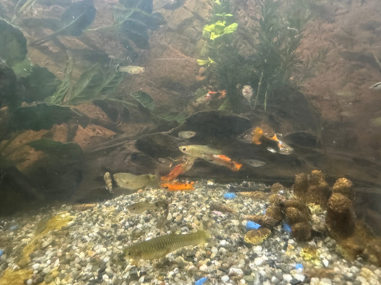 Zoetwater vissen, Dieren en Toebehoren, Vissen | Aquariumvissen, Vis