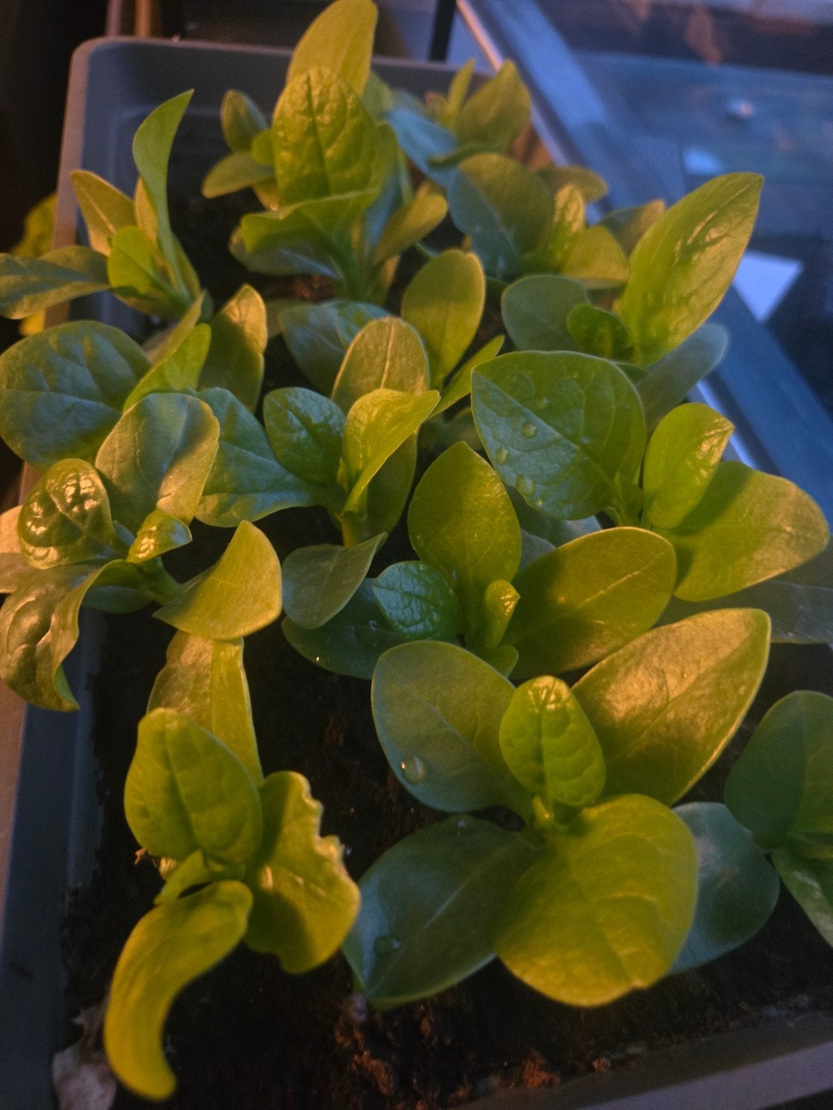 Surinaamse Bio Sopropo, kousenband en Poi, Ophalen of Verzenden, Eenjarig, Groenteplanten, Volle zon