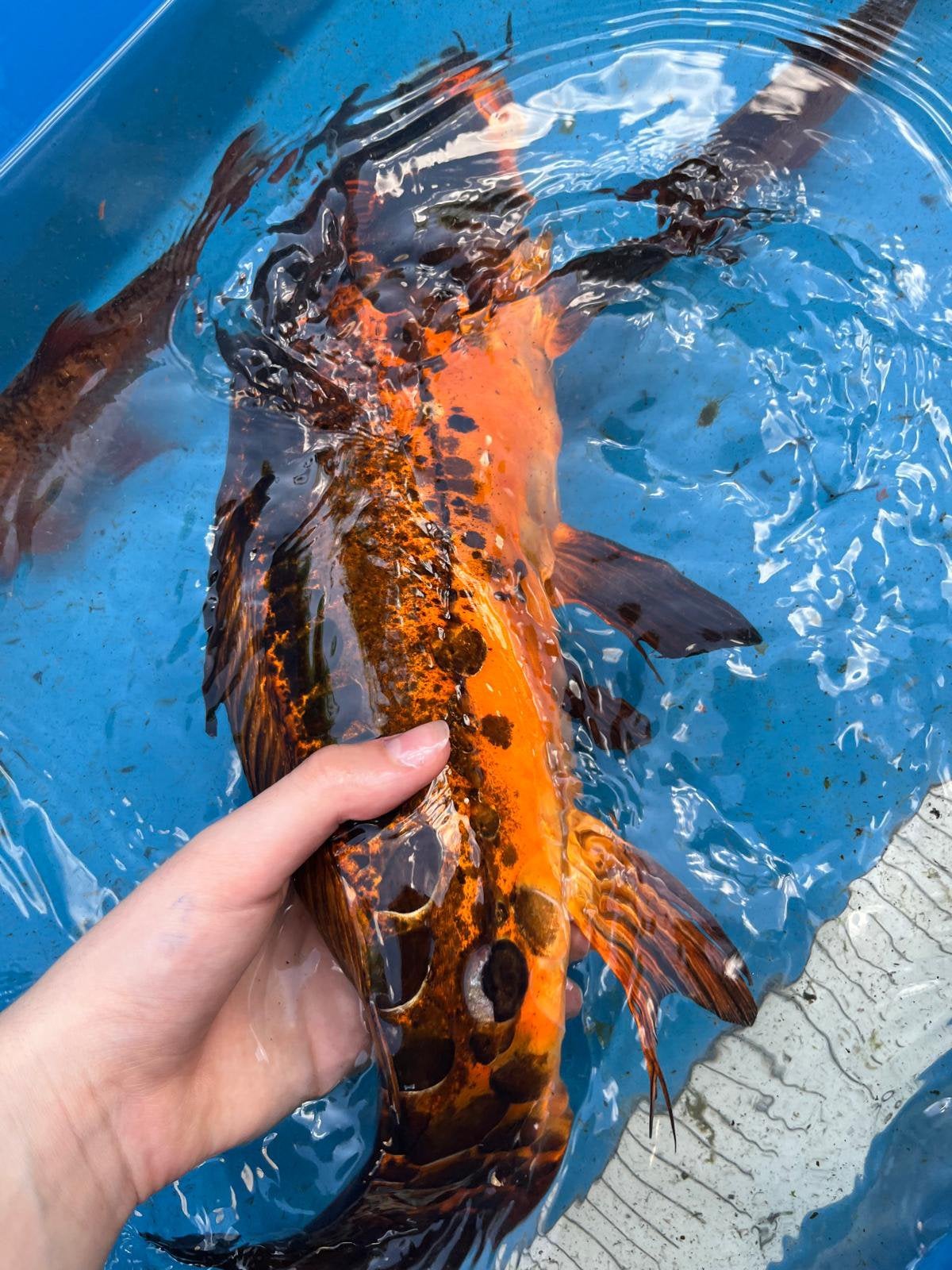 Mooie doitsu koi, Karper of Koi