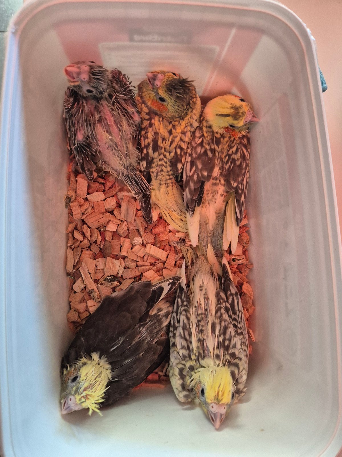 Valkparkieten super tam en mogen nu naar een ander huisje, Dieren en Toebehoren, Meerdere dieren, Parkiet, Geringd