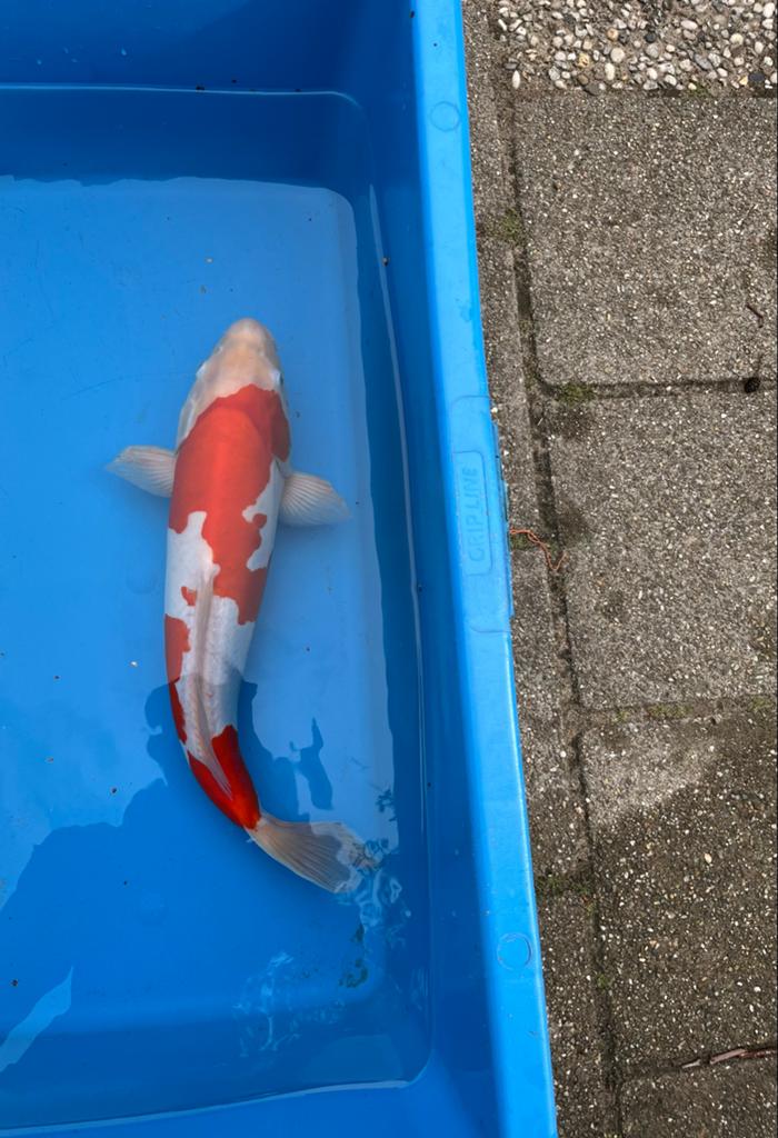 Prachtige doitsu kohaku koi, Karper of Koi