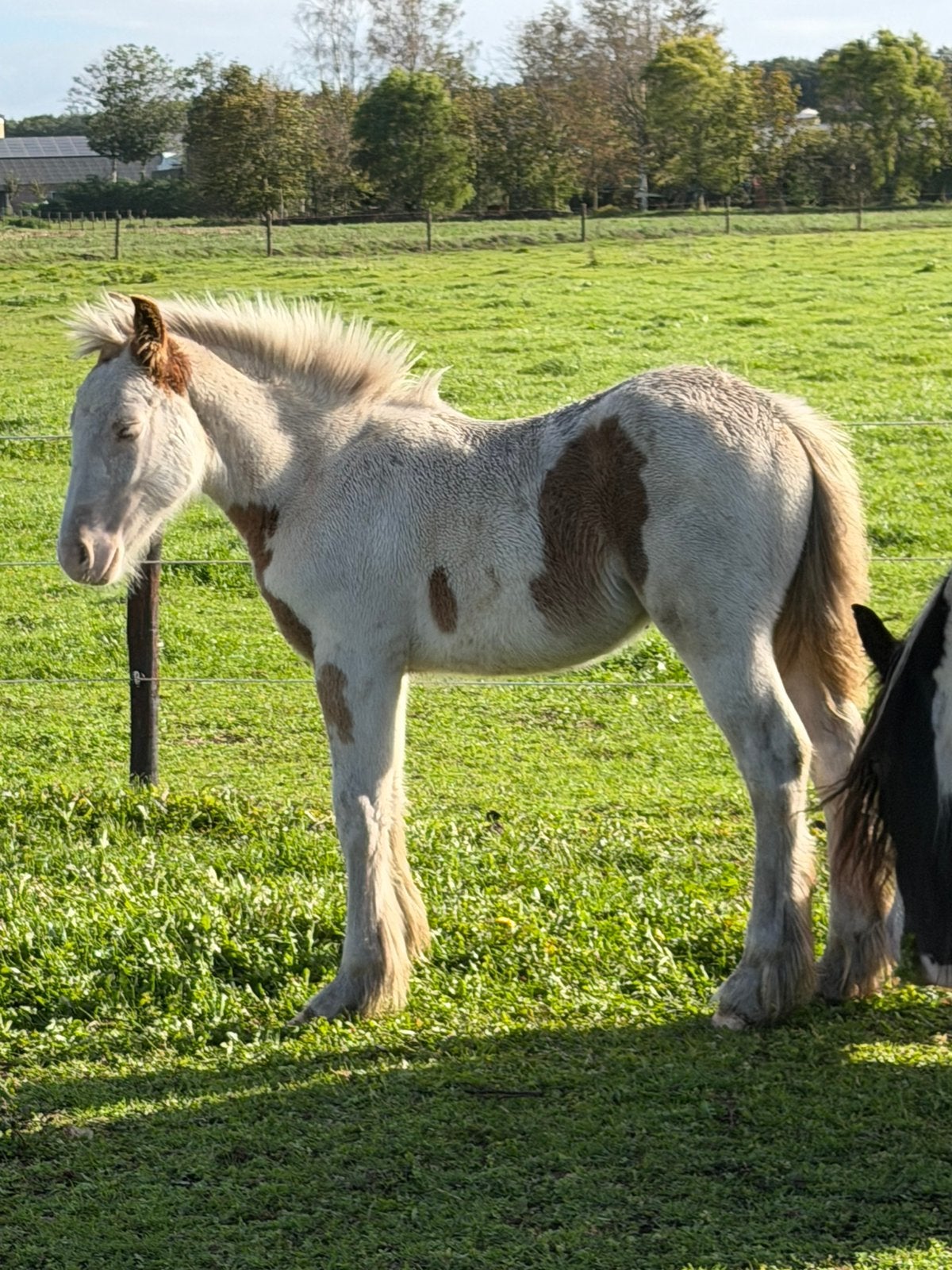 Tinker merrie veulen grotere maat! NIEUWE ADVERTENTIE, Dieren en Toebehoren, Minder dan 160 cm, 0 tot 2 jaar, Onbeleerd, Recreatiepaard