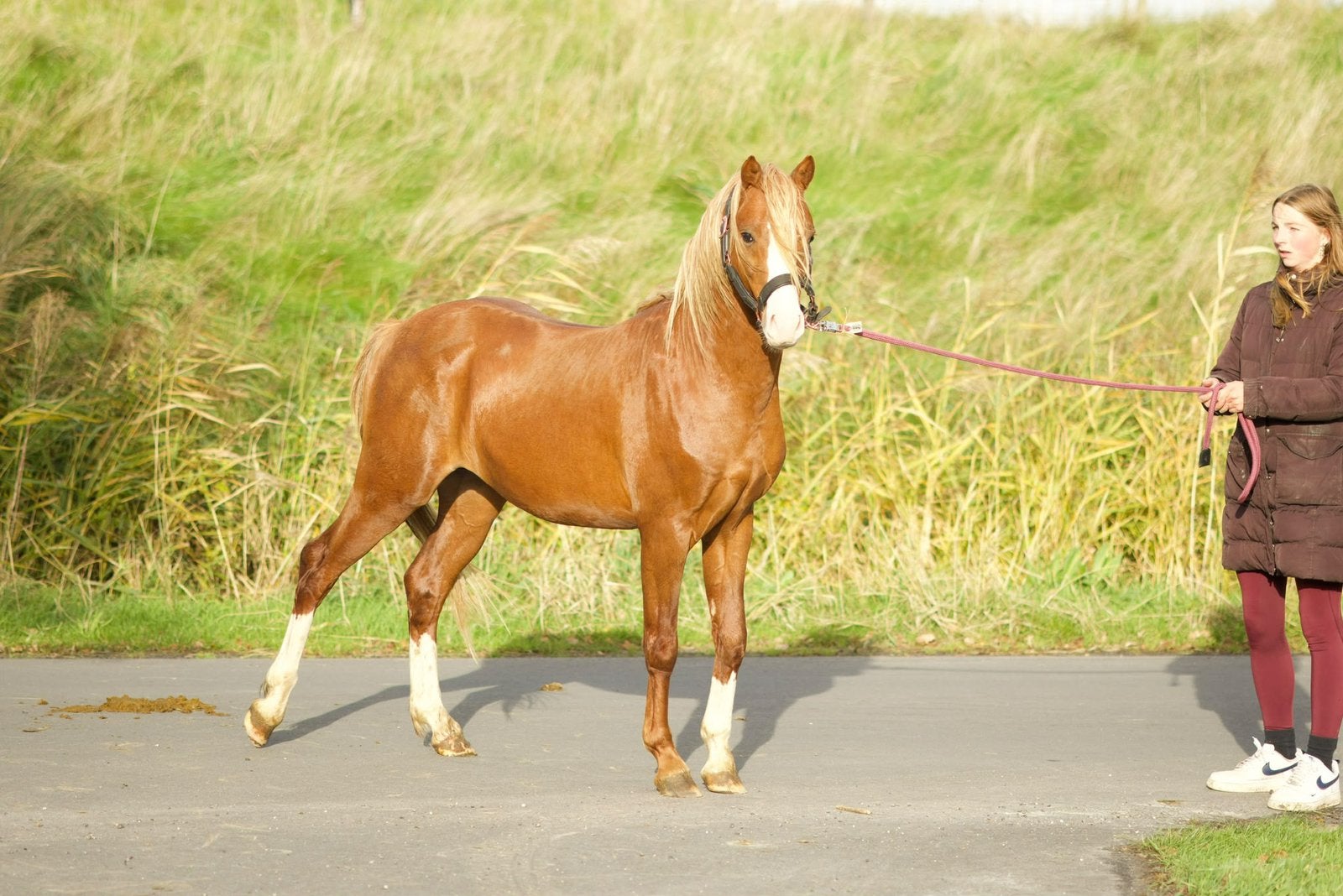 2j welsh hengst, 3 shets +merrie veulens, Dieren en Toebehoren, Minder dan 160 cm, Met stamboom, Dressuurpaard, 3 tot 6 jaar