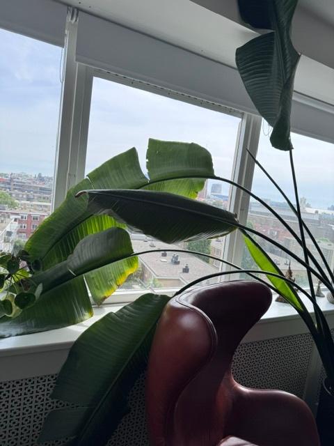 Grote Strelitzia Nicolai met mooie steenpot, Ophalen, 200 cm of meer, Overige soorten, In pot