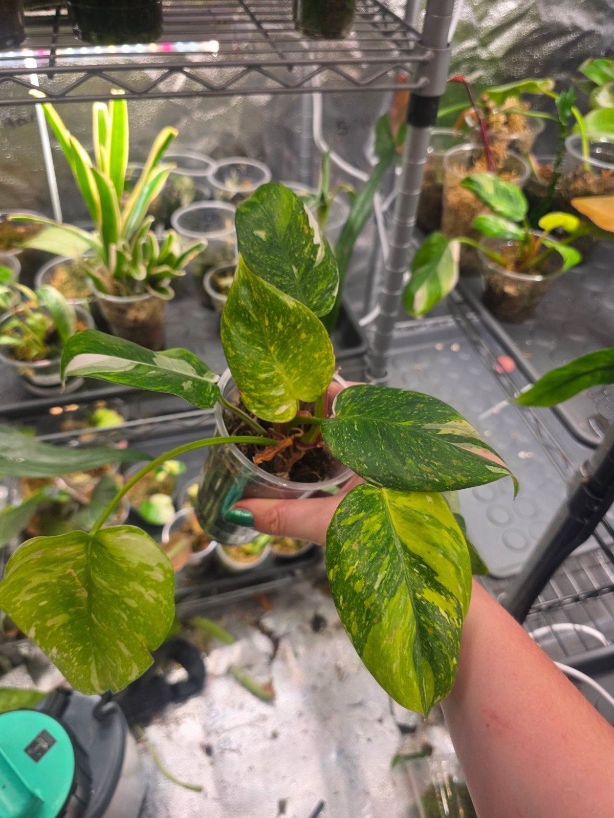 philodendron white princes tricolor lime, Ophalen of Verzenden, Halfschaduw, Minder dan 100 cm