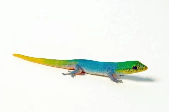 Lygodactylus conraui, Dieren en Toebehoren, Hagedis, 0 tot 2 jaar
