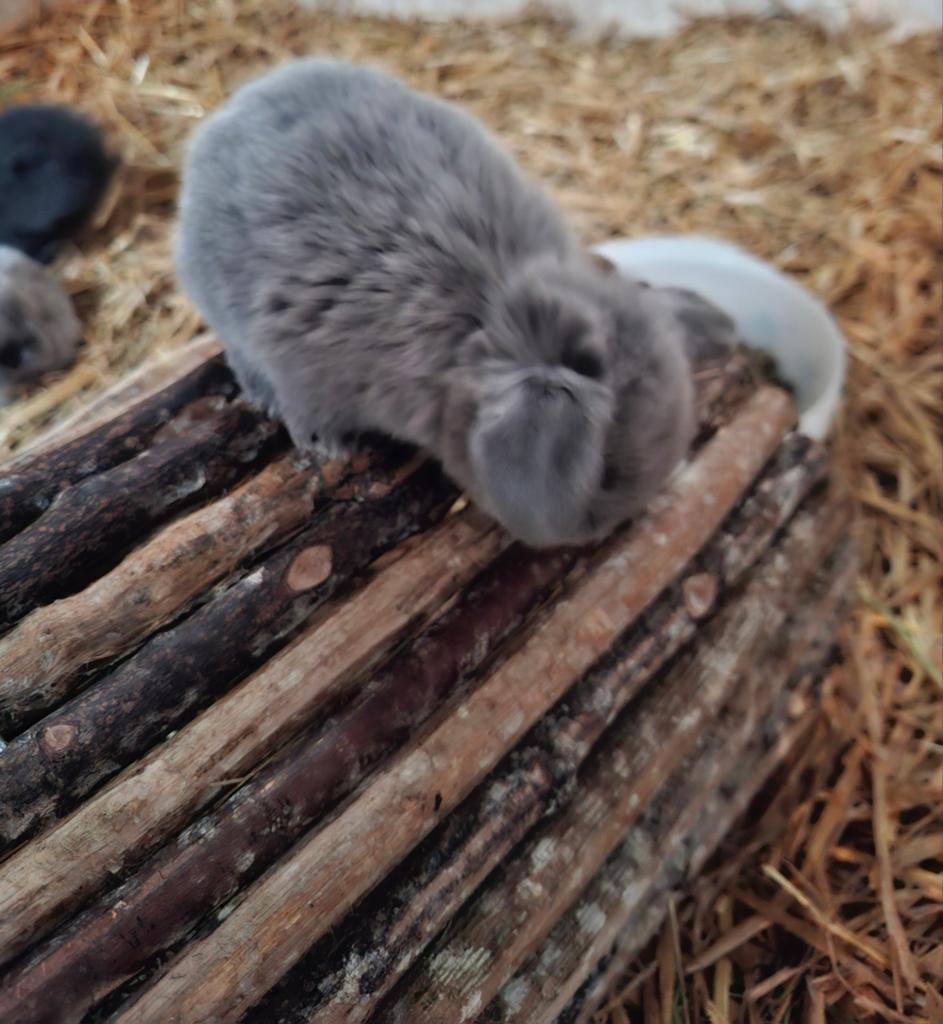 ❤Prachtig mooi tam raszuiver minilop konijntjes beschikbaar, Dieren en Toebehoren, Konijnen, Dwerg, Meerdere dieren, 0 tot 2 jaar