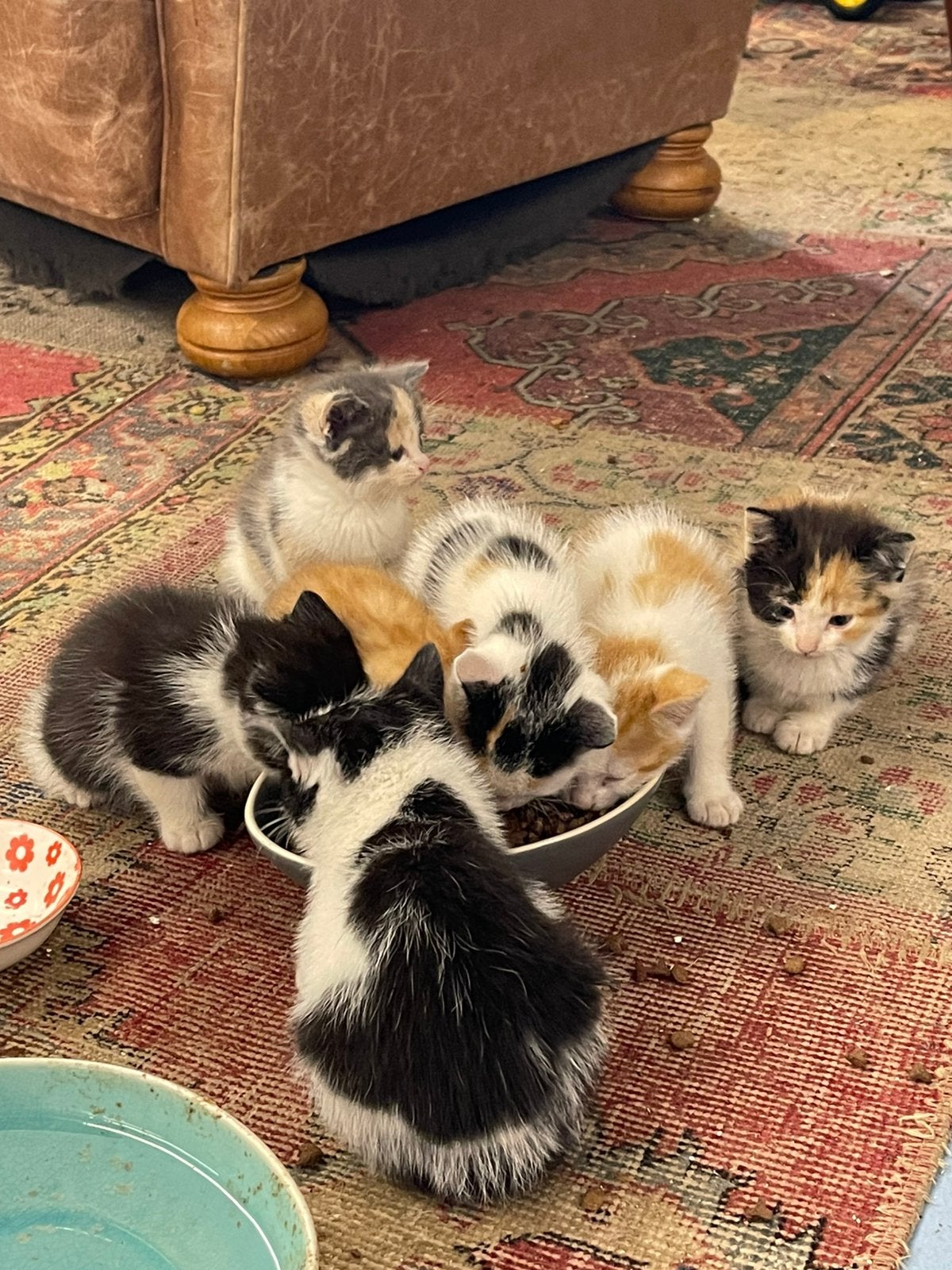 lieve kittens, 4stuks direct beschikbaar, Meerdere dieren, Kortharig, 0 tot 2 jaar