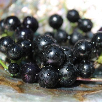 Fruit planten (2 verschillende soorten), Ophalen, Eenjarig, Halfschaduw, Zomer