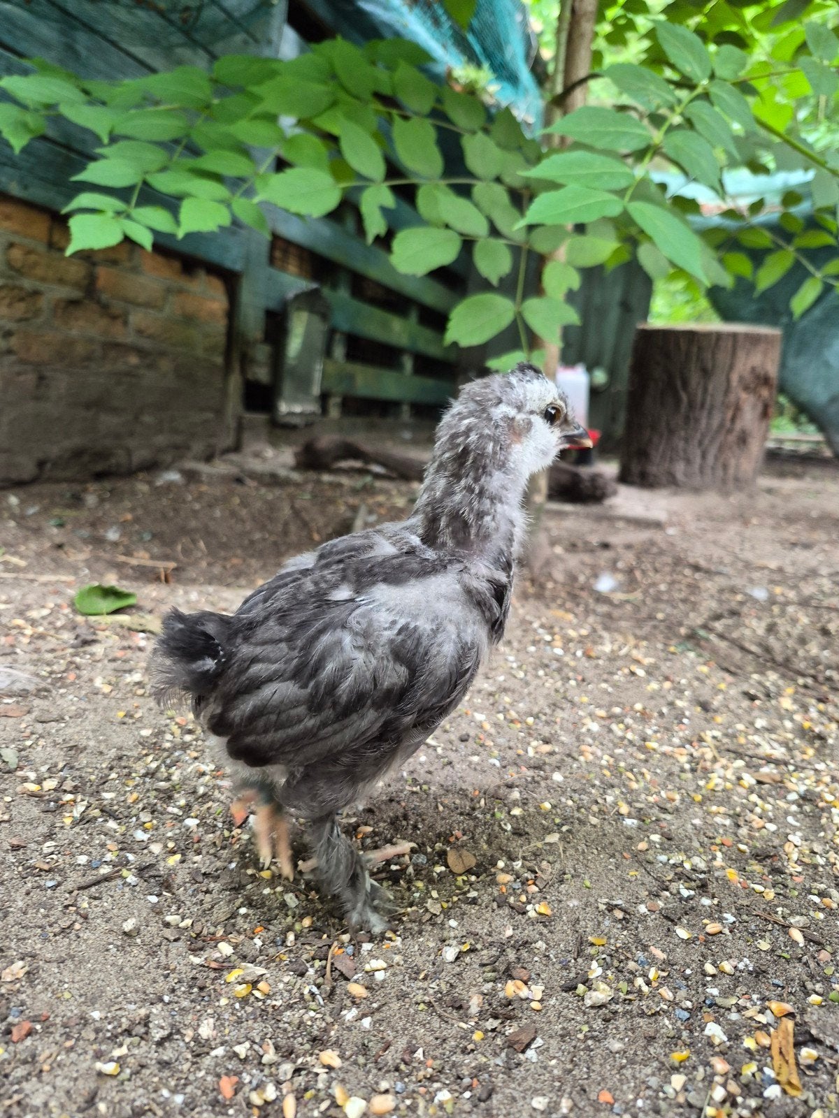 Handtam kuiken mix Sussex kriel x Zijdehoen USA (Silkie), Dieren en Toebehoren, Pluimvee, Kip