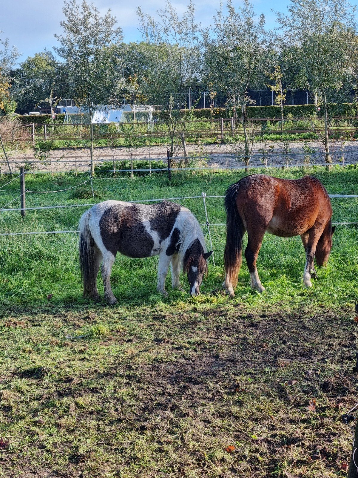 jaarling welsh a merrie en 2 jarige shet merrie, Dieren en Toebehoren, Merrie, Niet van toepassing, A pony (tot 1.17m), 0 tot 2 jaar