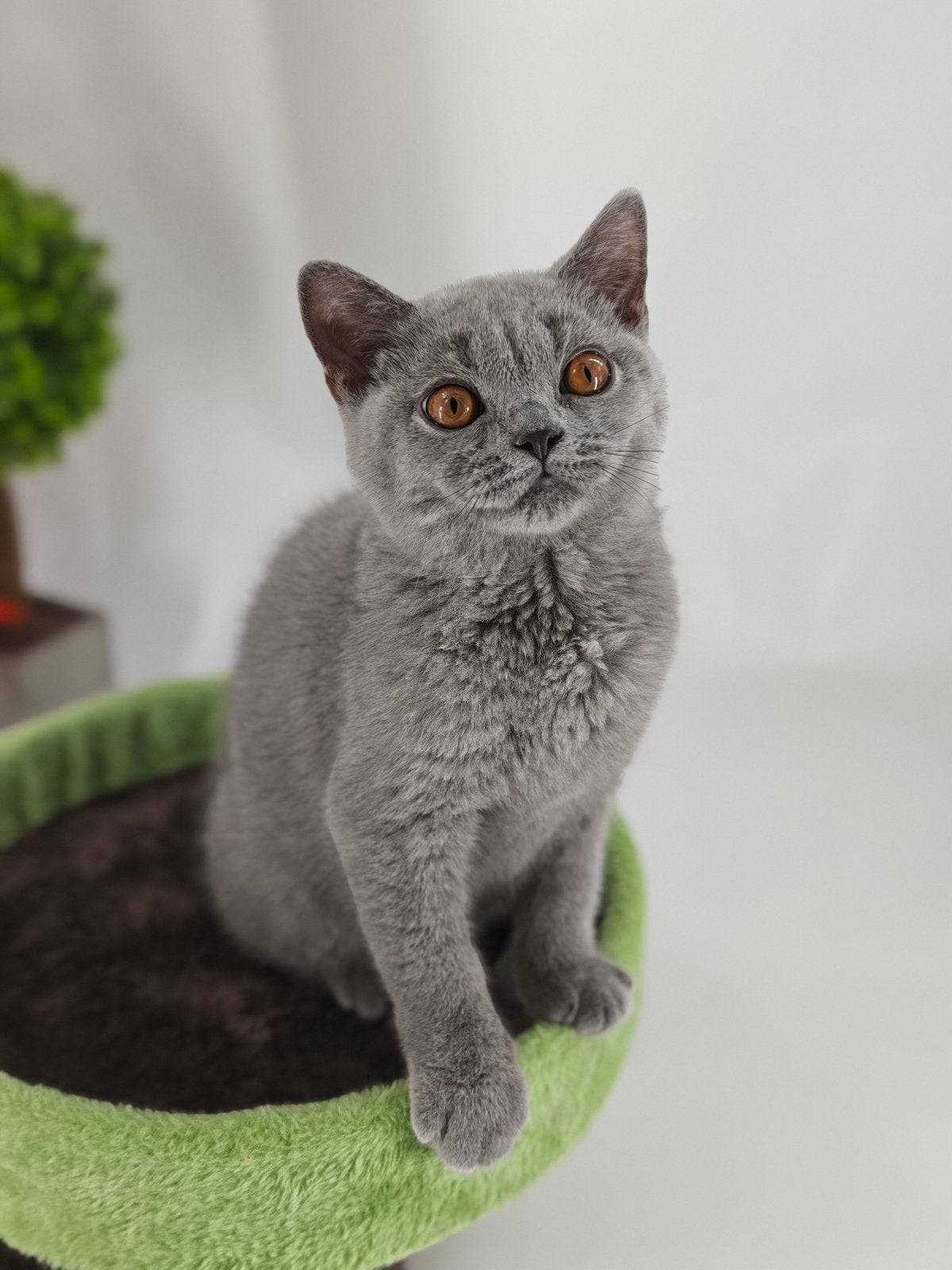 Britse Brits korthaar kitten, Meerdere dieren, Gechipt, 0 tot 2 jaar