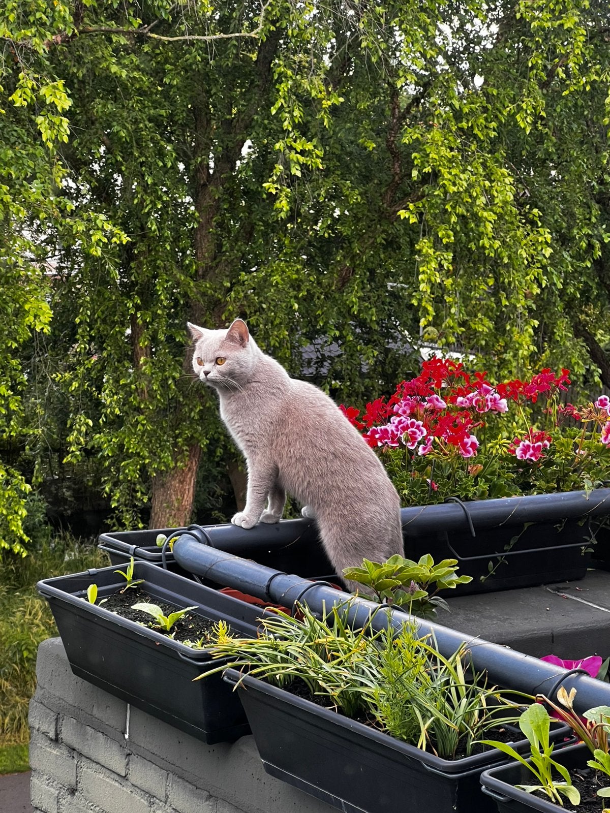 Twee BKH katten, Poes