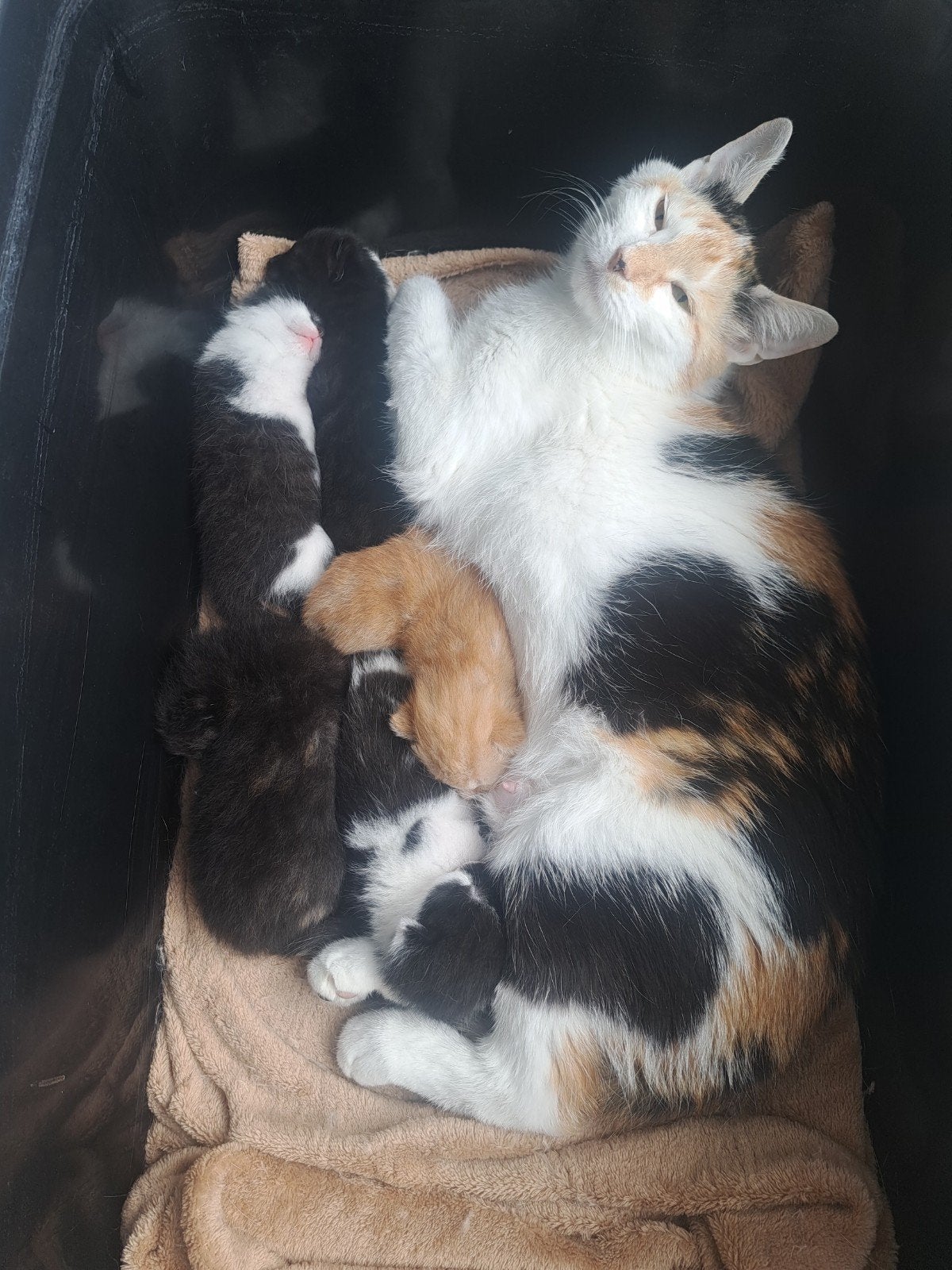 Nestje van 5 kittens, Dieren en Toebehoren, Meerdere dieren