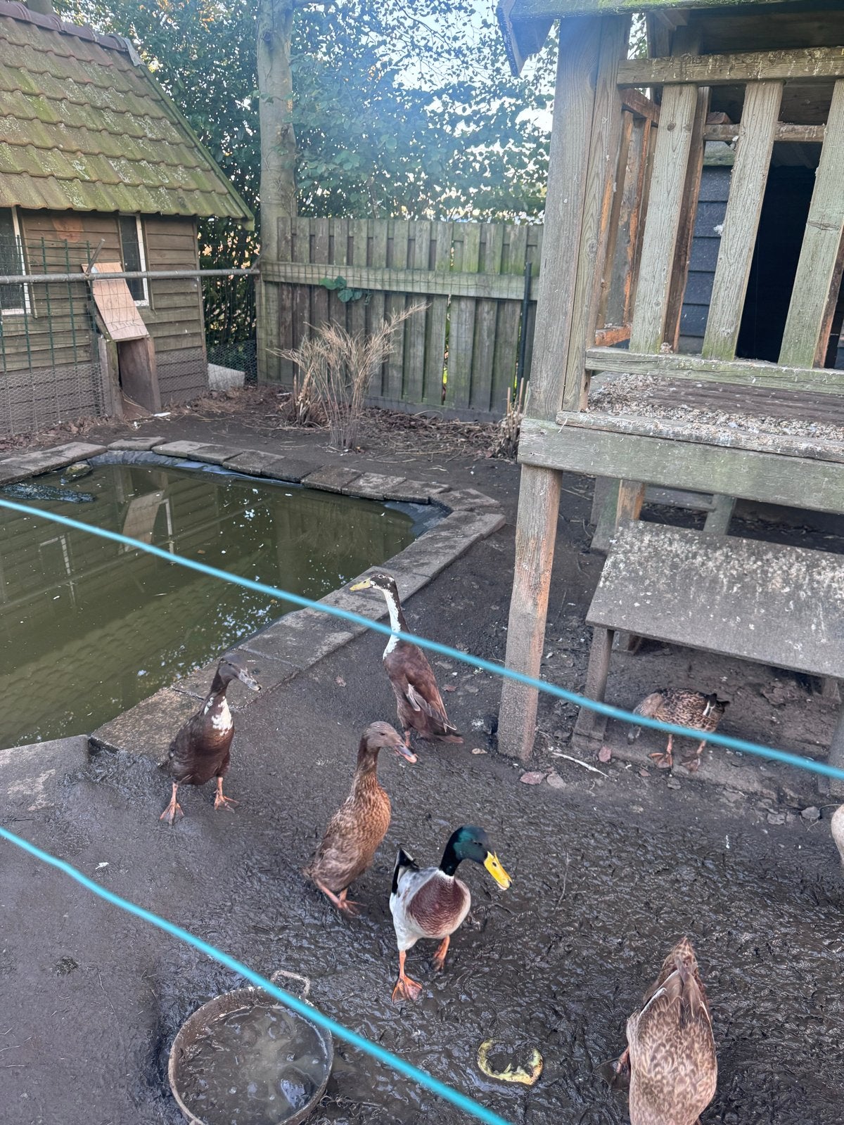 8 Loopeenden ( 3 woerden), Meerdere dieren