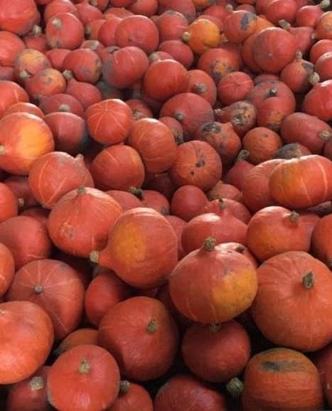 Diverse pompoenen en kalebassen voor decoratie, Tuin en Terras, Ophalen