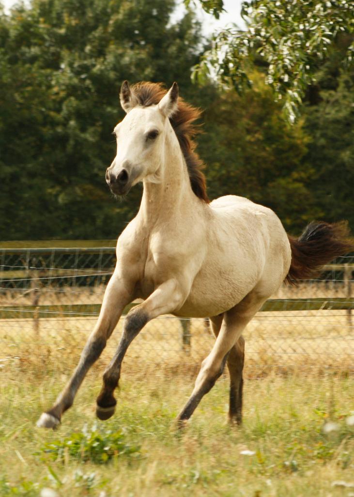 Prachtige Connemara jaarling, Dieren en Toebehoren, Met stamboom, Ruin, Niet van toepassing, Springpony