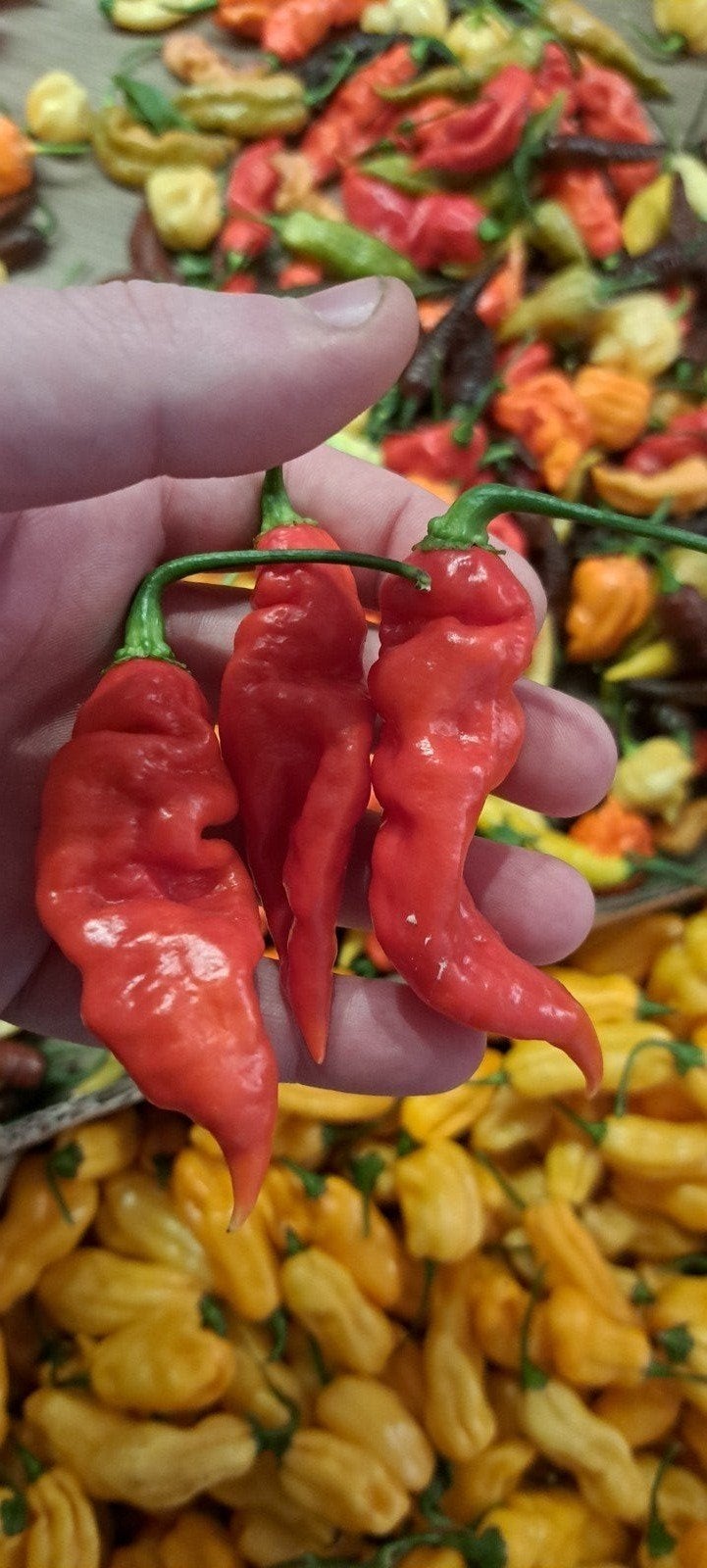 Carolina reaper gekruist met madame jeanette peperzaden, Ophalen of Verzenden, Gehele jaar, Volle zon, Zaad