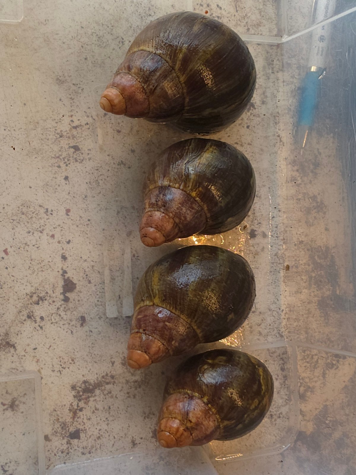 Achatina ventricosa en Caracolus excellens, Dieren en Toebehoren, Overige soorten
