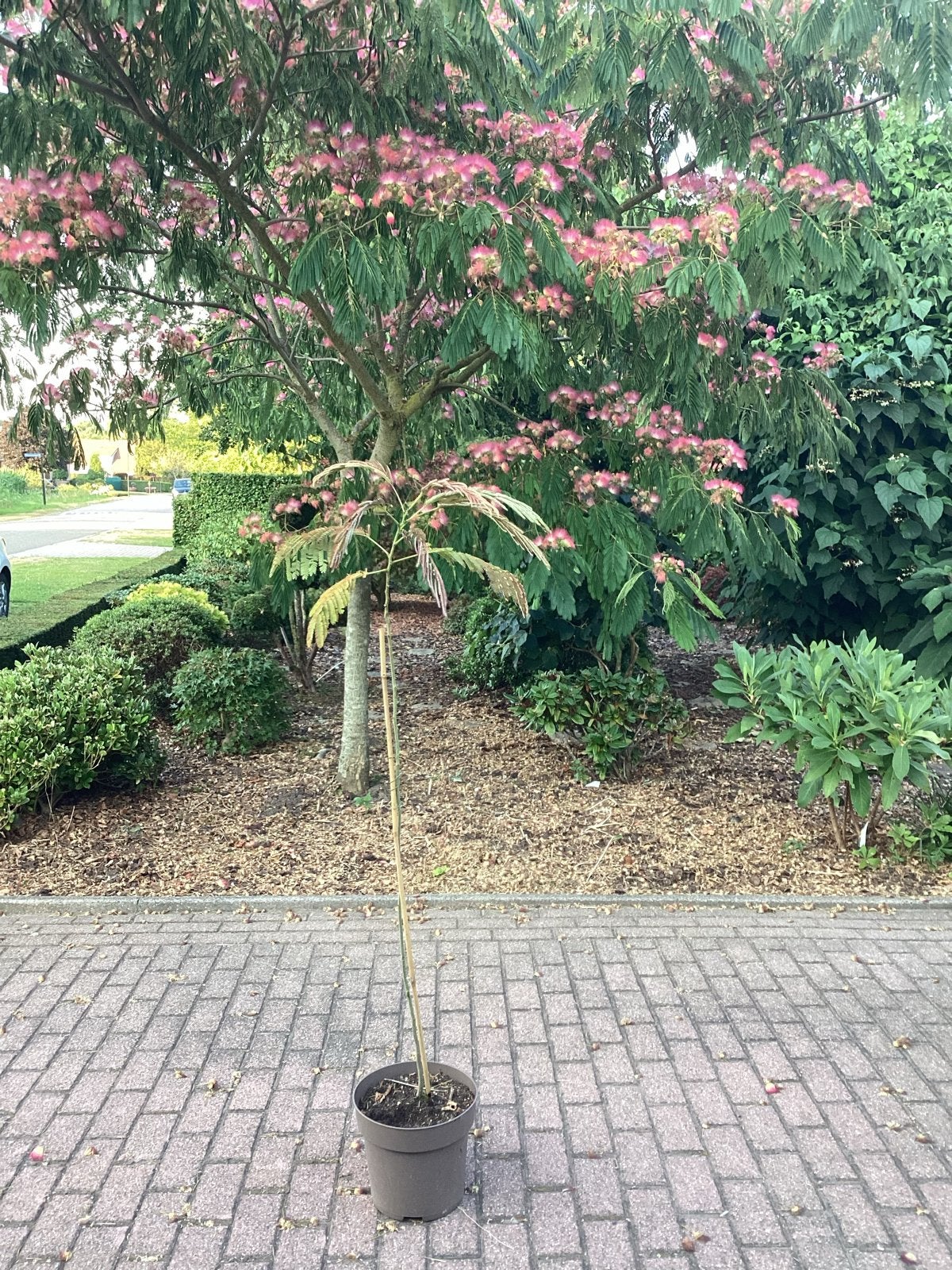 Jonge Perzische Slaapboom (Albizia julibrissin), Overige soorten, 100 tot 250 cm, Zomer, Ophalen
