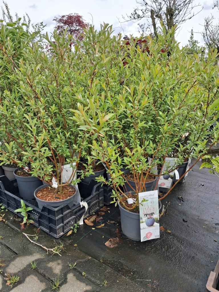 Salix Gracilisyla Mount Aso - Katjeswilg,  knuffelwilg, Overige soorten, Volle zon, Vaste plant, Ophalen of Verzenden