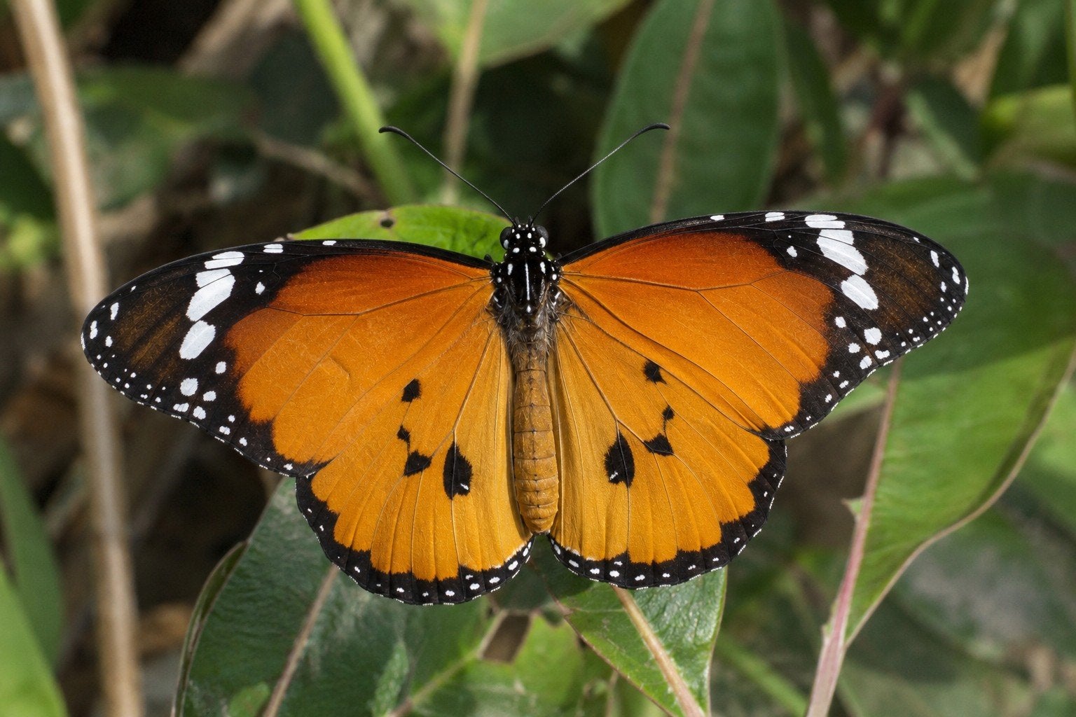 Danaus chrysippus vlinderpop – tropische vlinder, Dieren en Toebehoren, Vlinders of Rupsen