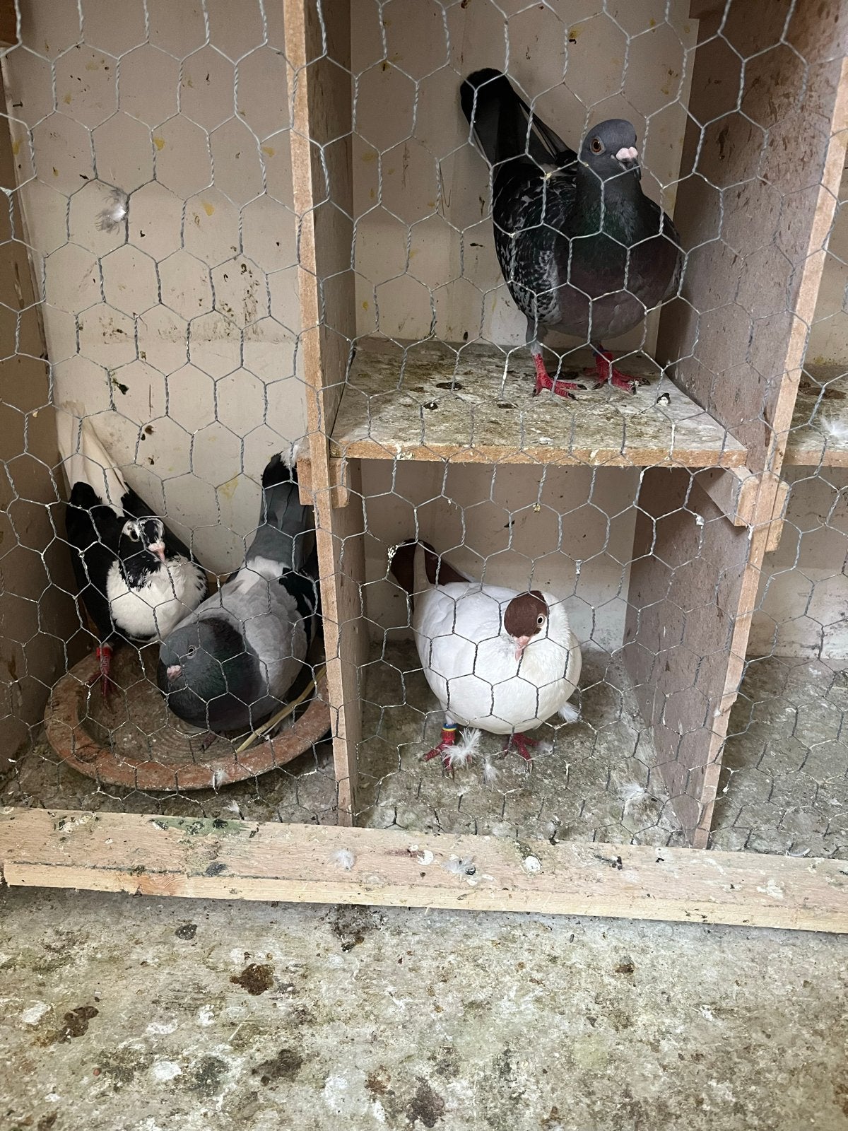 3 mannen en een vrouwetje te koop, Meerdere dieren, Overige soorten