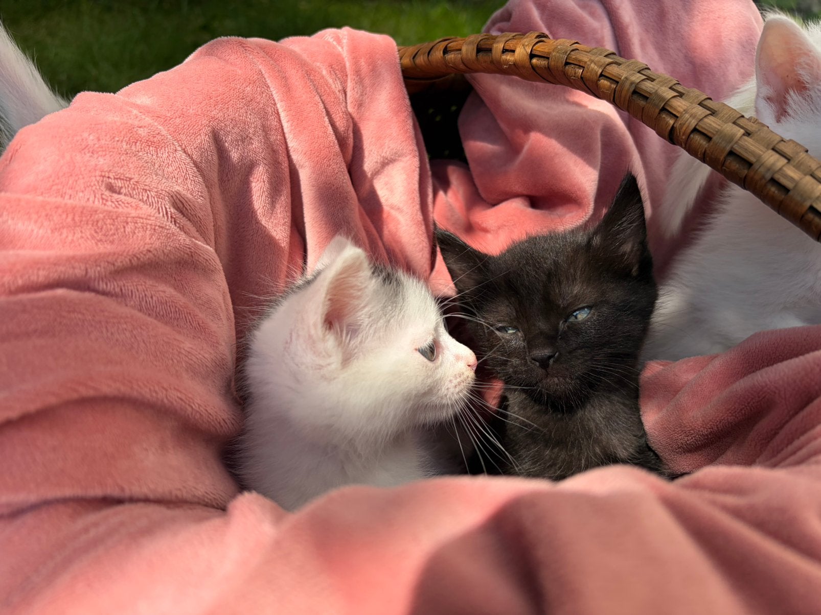 4 kitten ,  19/08/ 26 mogen ze weg, Meerdere dieren, Kortharig, 0 tot 2 jaar