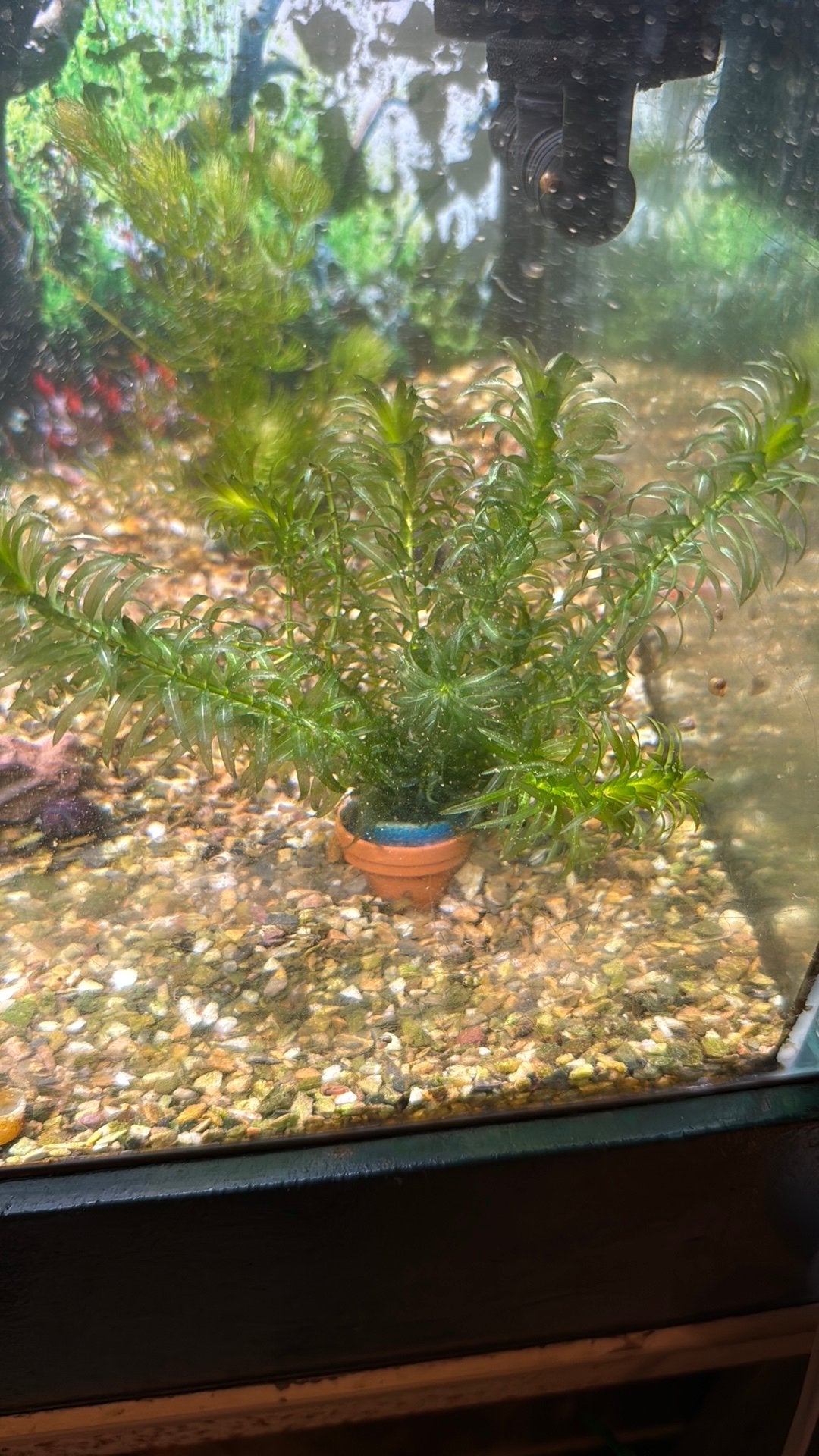 Waterpest zuurstofplant aquarium, Ophalen of Verzenden, Plant(en), Steen of Hout