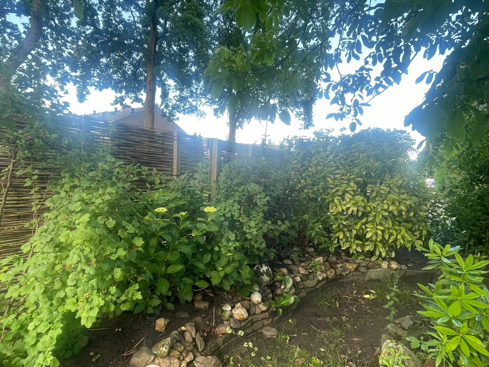 Gratis planten, Ophalen of Verzenden, Overige soorten, Volle zon