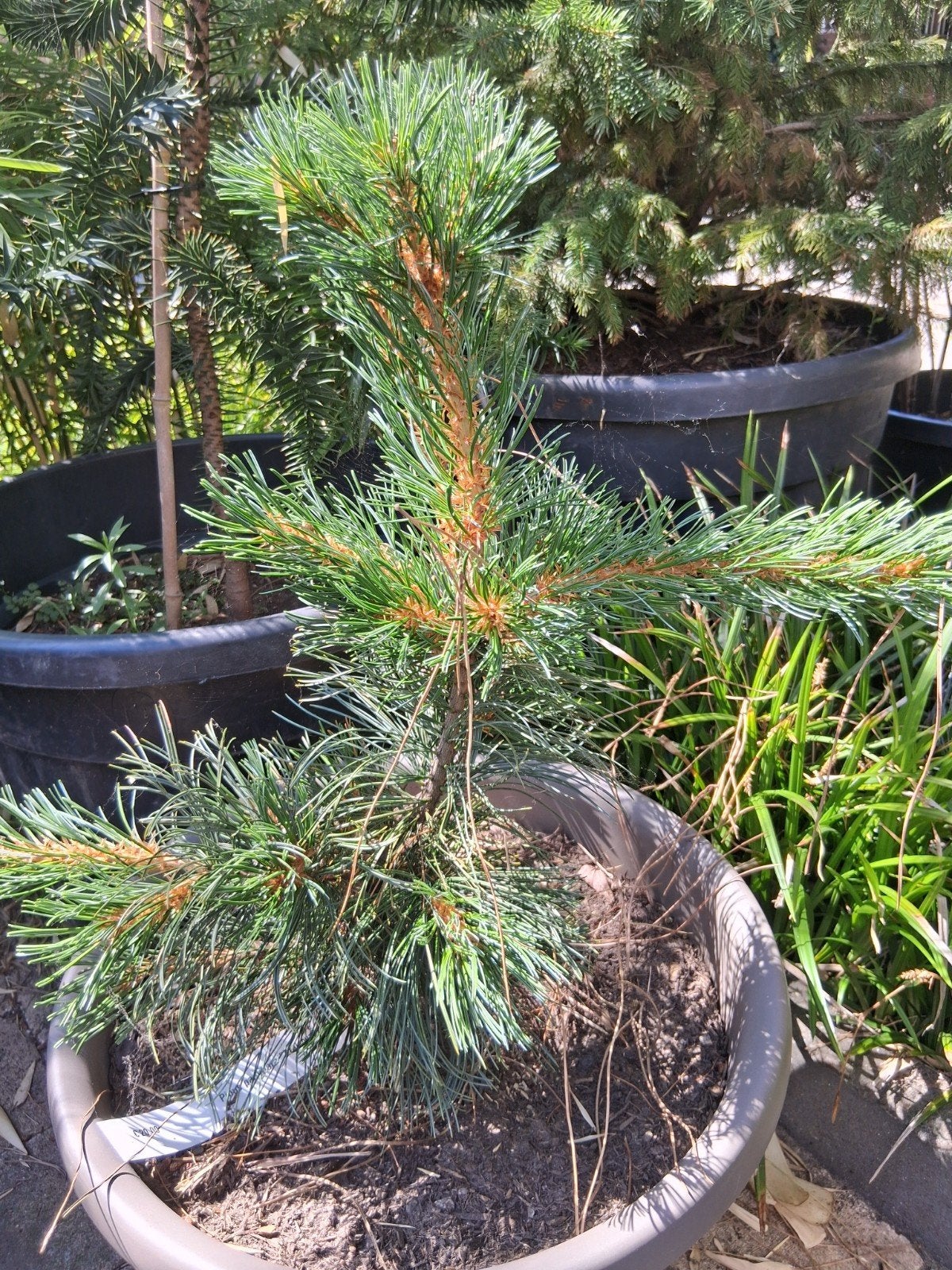 Pinus parviflora arakawa, Tuin en Terras, Bloeit niet, Overige soorten, Minder dan 100 cm, Ophalen