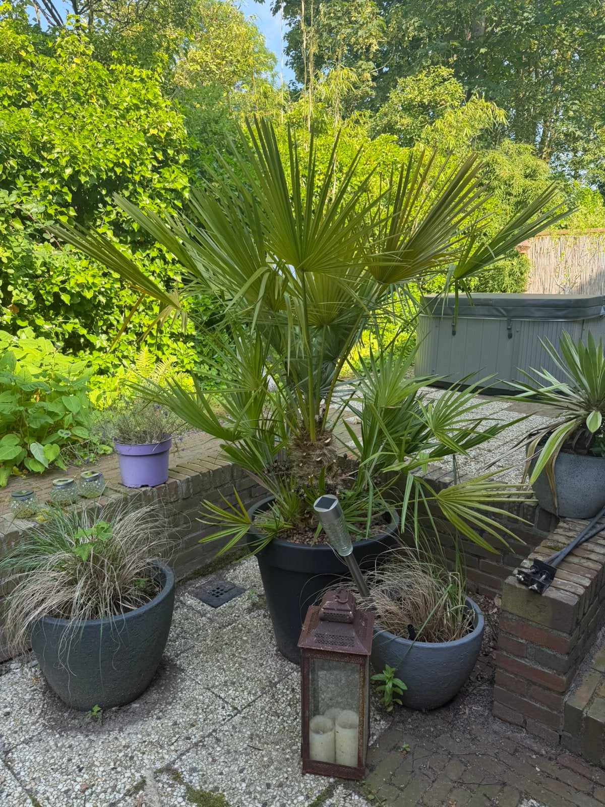 Palmboom in pot, 100 tot 250 cm, Zomer, Palmboom, Ophalen