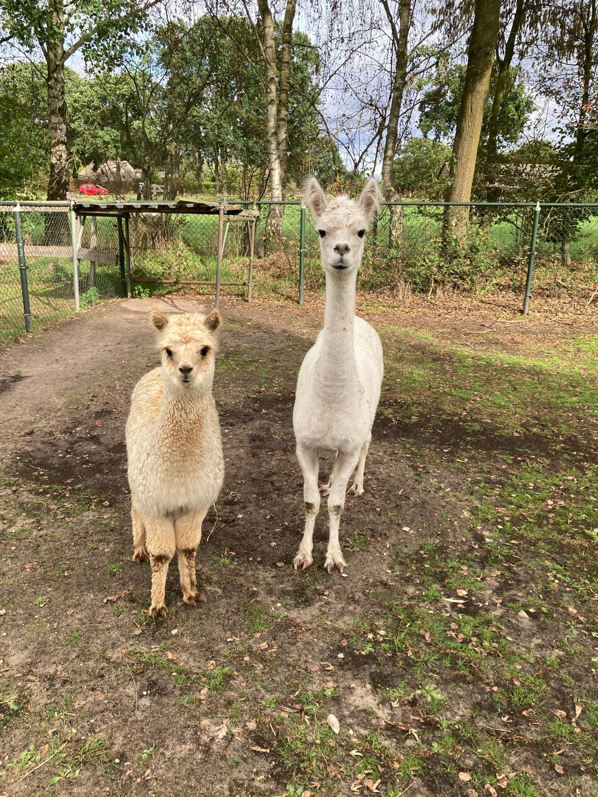 Te koop merrie alpaca met hengst veulen, Juni, Meerdere dieren