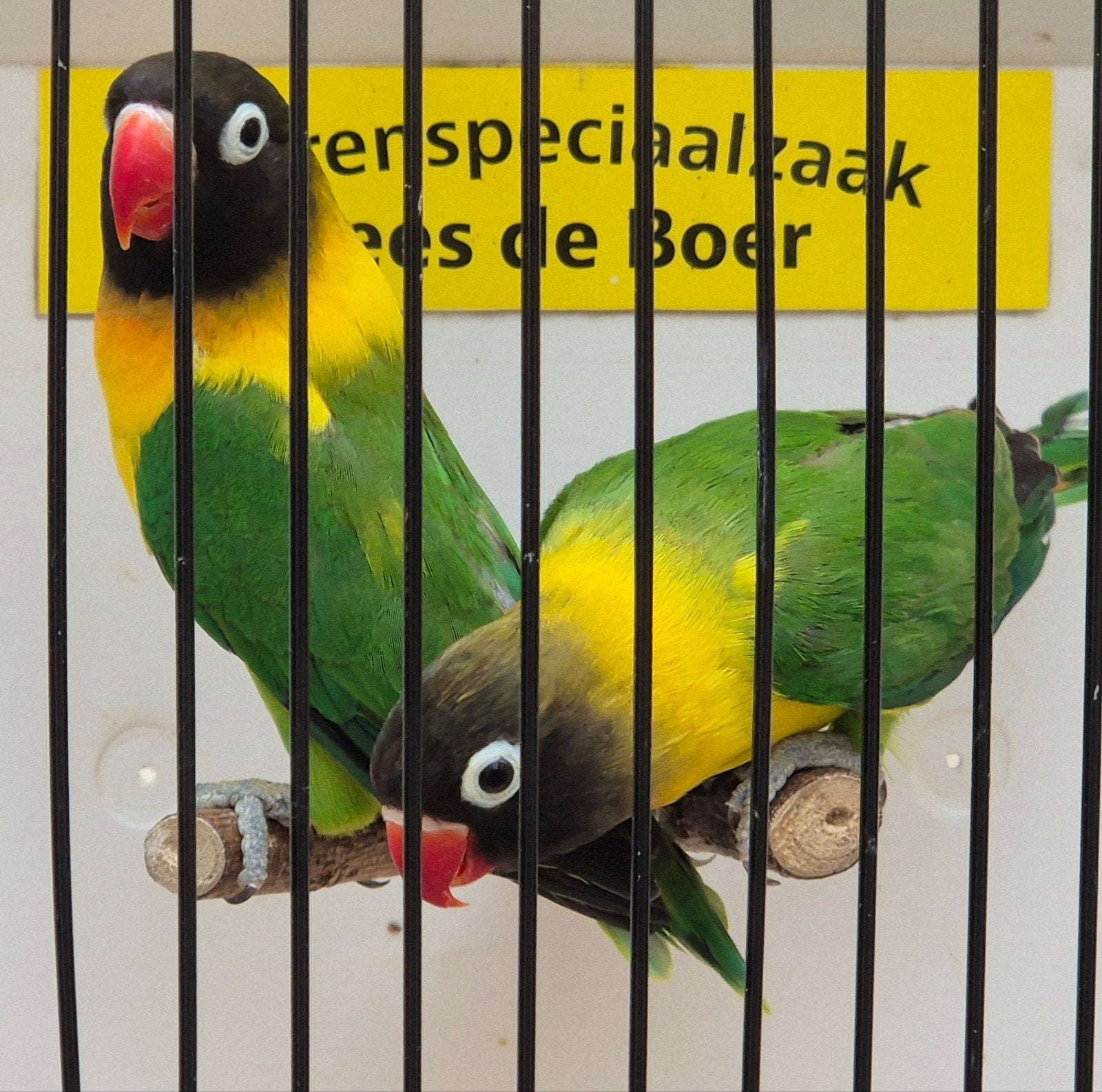 koppel agapornis personata, Meerdere dieren, Dwergpapegaai of Agapornis