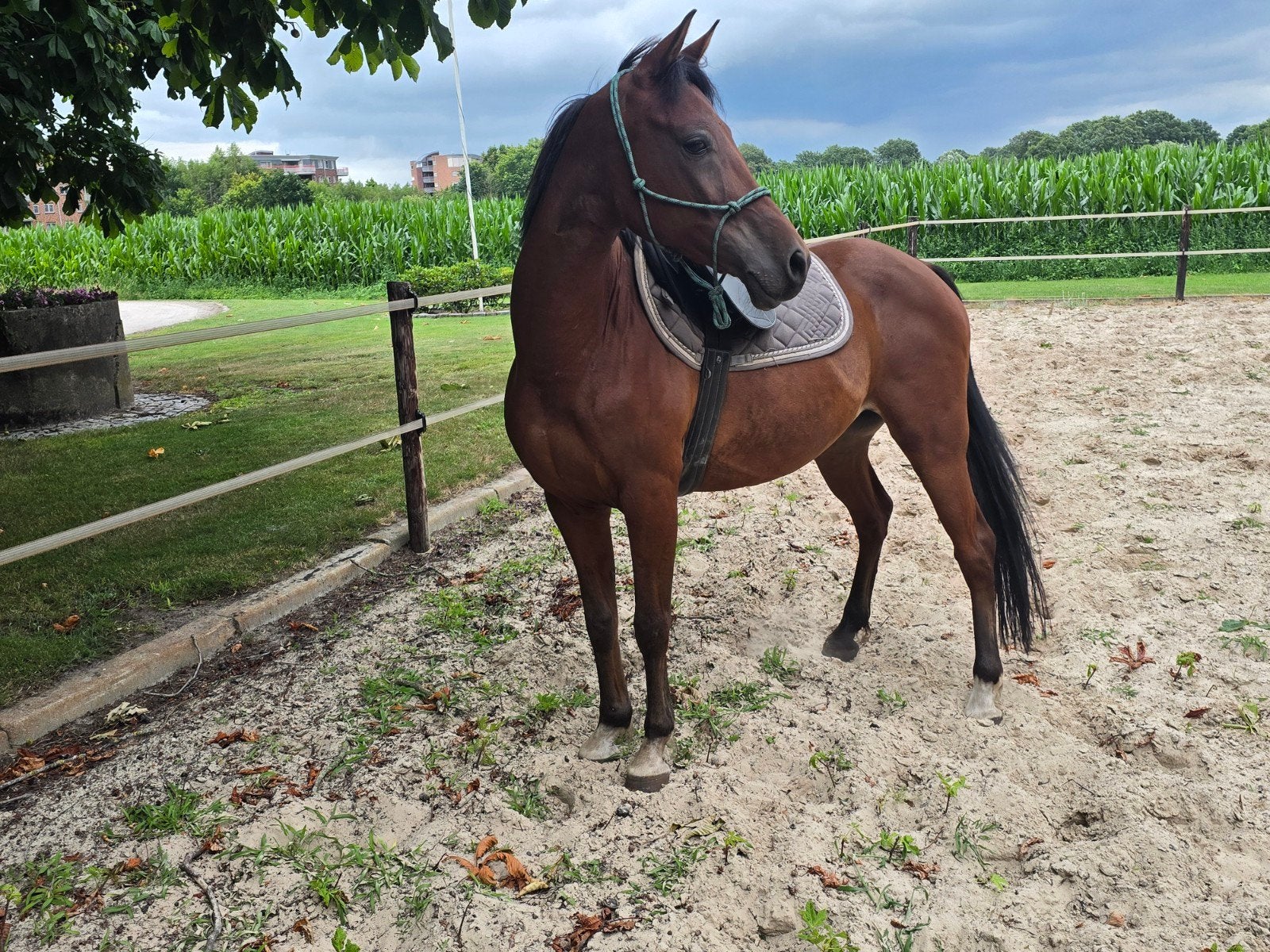 5 jarige ruin met potentie! E-pony, E pony (1.48m - 1.57m), Ruin, Zadelmak, 3 tot 6 jaar