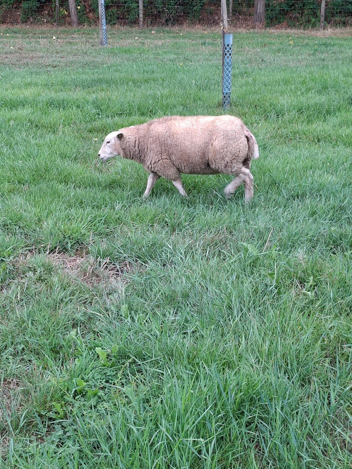 texelaar x swifter  rammen, Mannelijk, Schaap