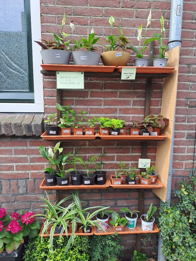 Kamerplantjes, Ophalen, Overige soorten, Halfschaduw, In pot