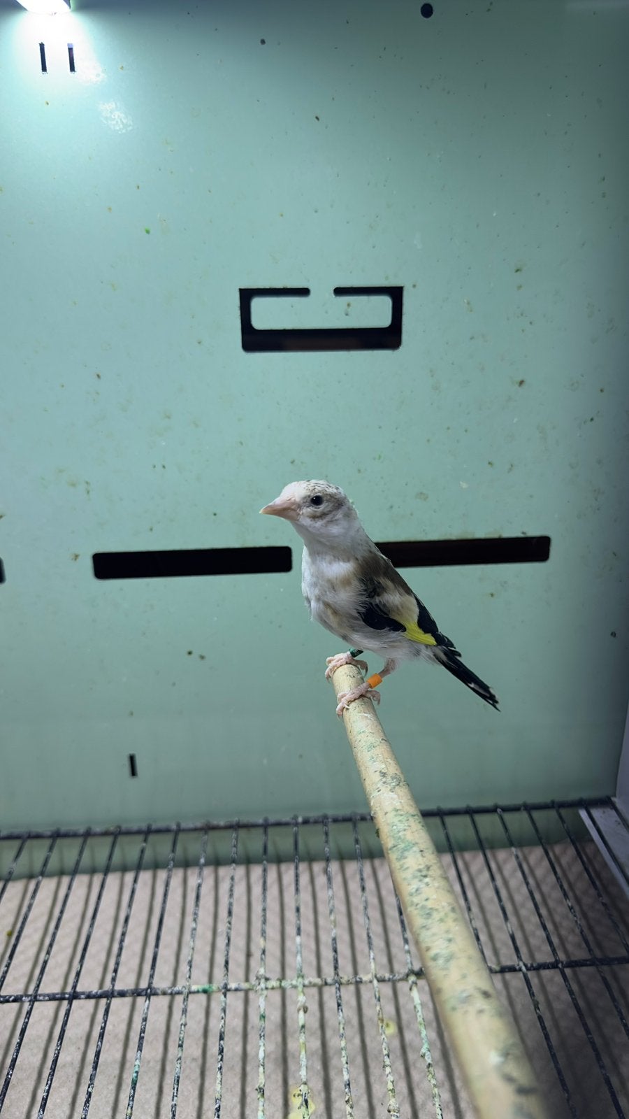 Putter, Dieren en Toebehoren, Vogels | Overige Vogels, Mannelijk, Wildzangvogel