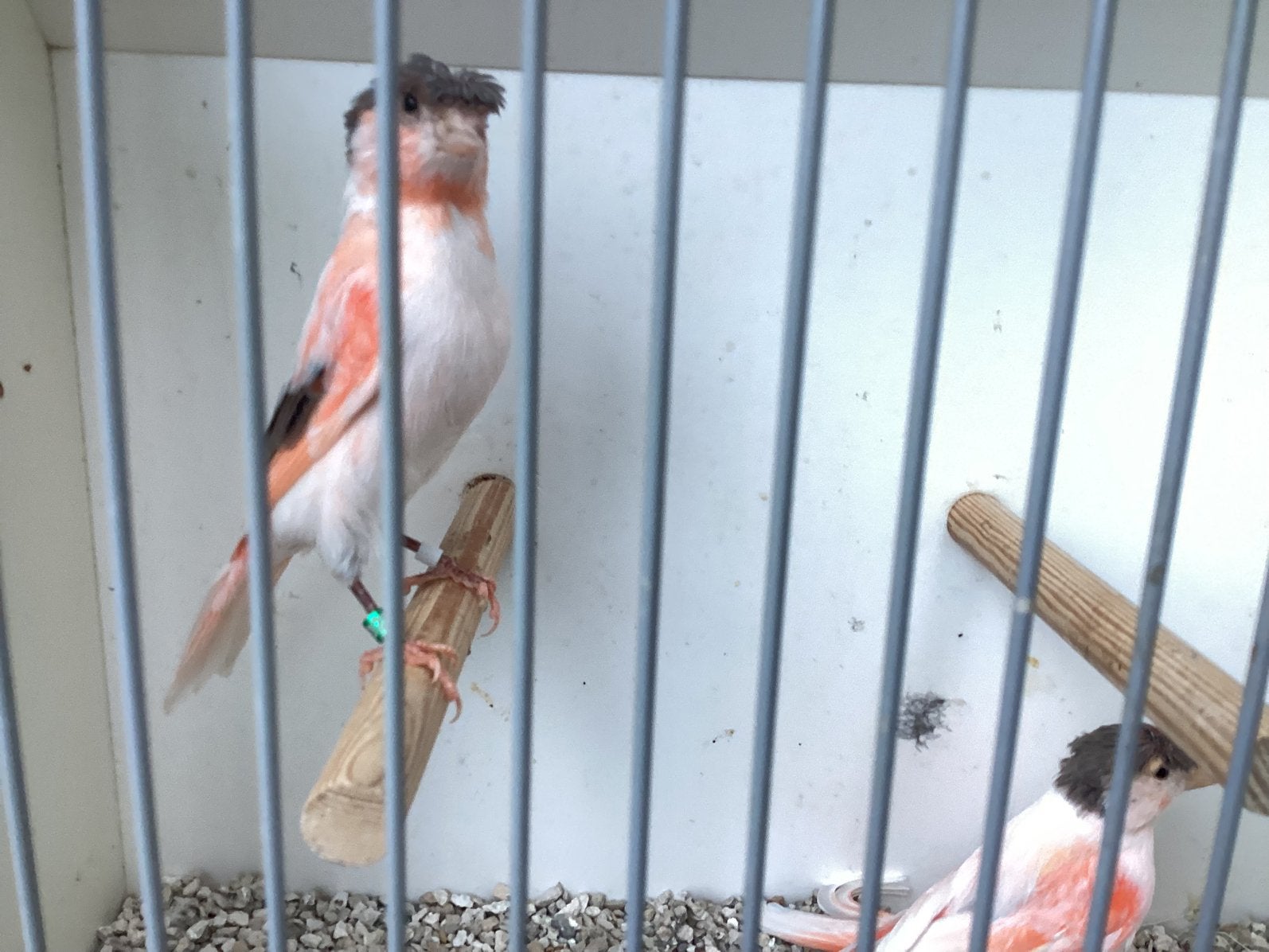 Te koop twee poppen, Dieren en Toebehoren, Vogels | Kanaries, Vrouwelijk, Kleurkanarie