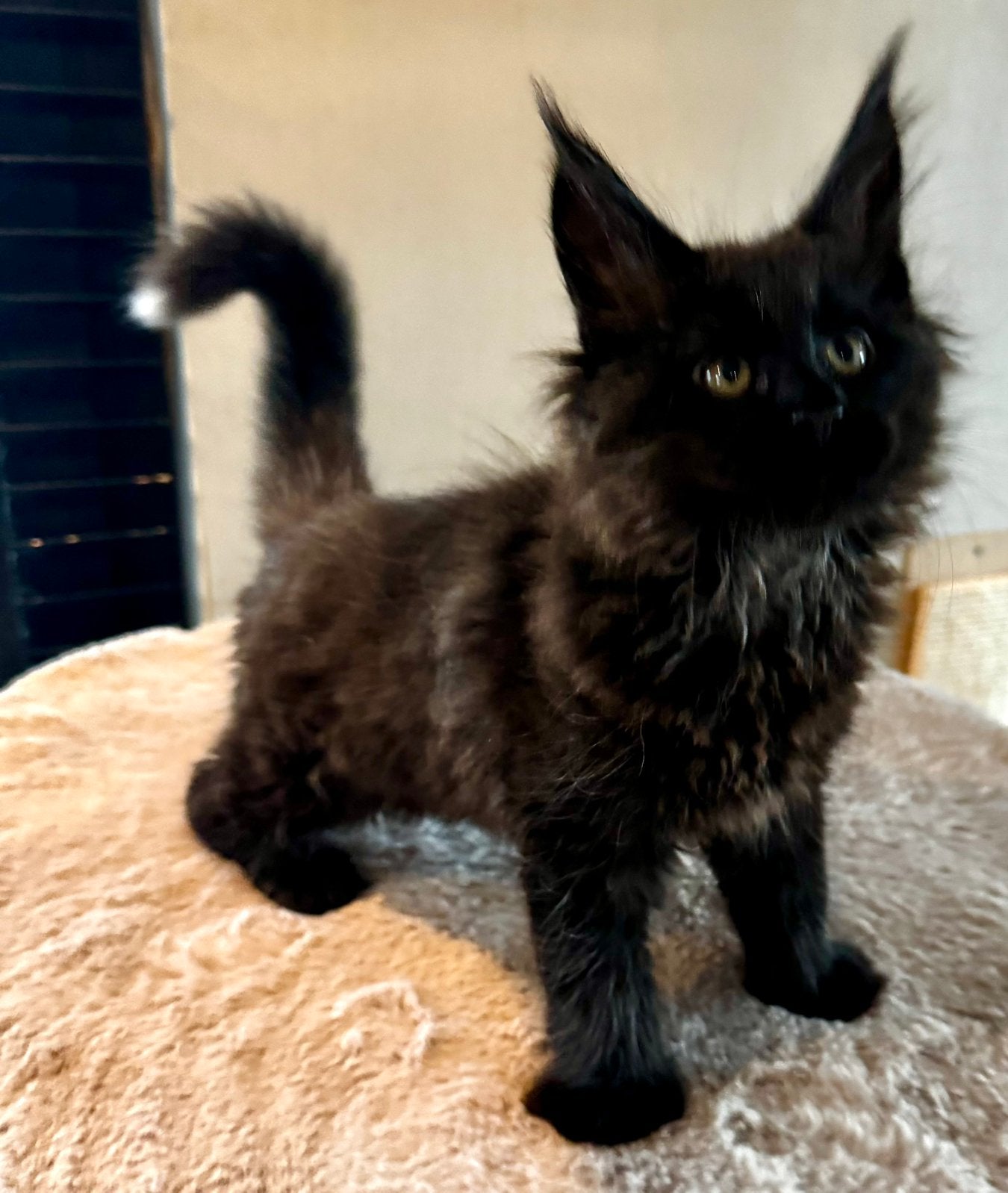 Prachtige Black Solid Maine coon katertje, Dieren en Toebehoren, Kater, Met stamboom, 0 tot 2 jaar