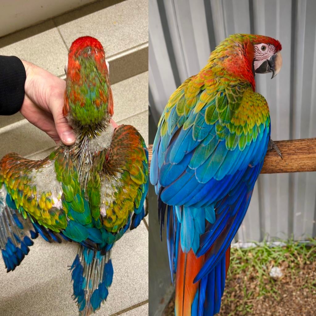 Ara Tropicana, Dieren en Toebehoren, Meerdere dieren, Papegaai, Pratend