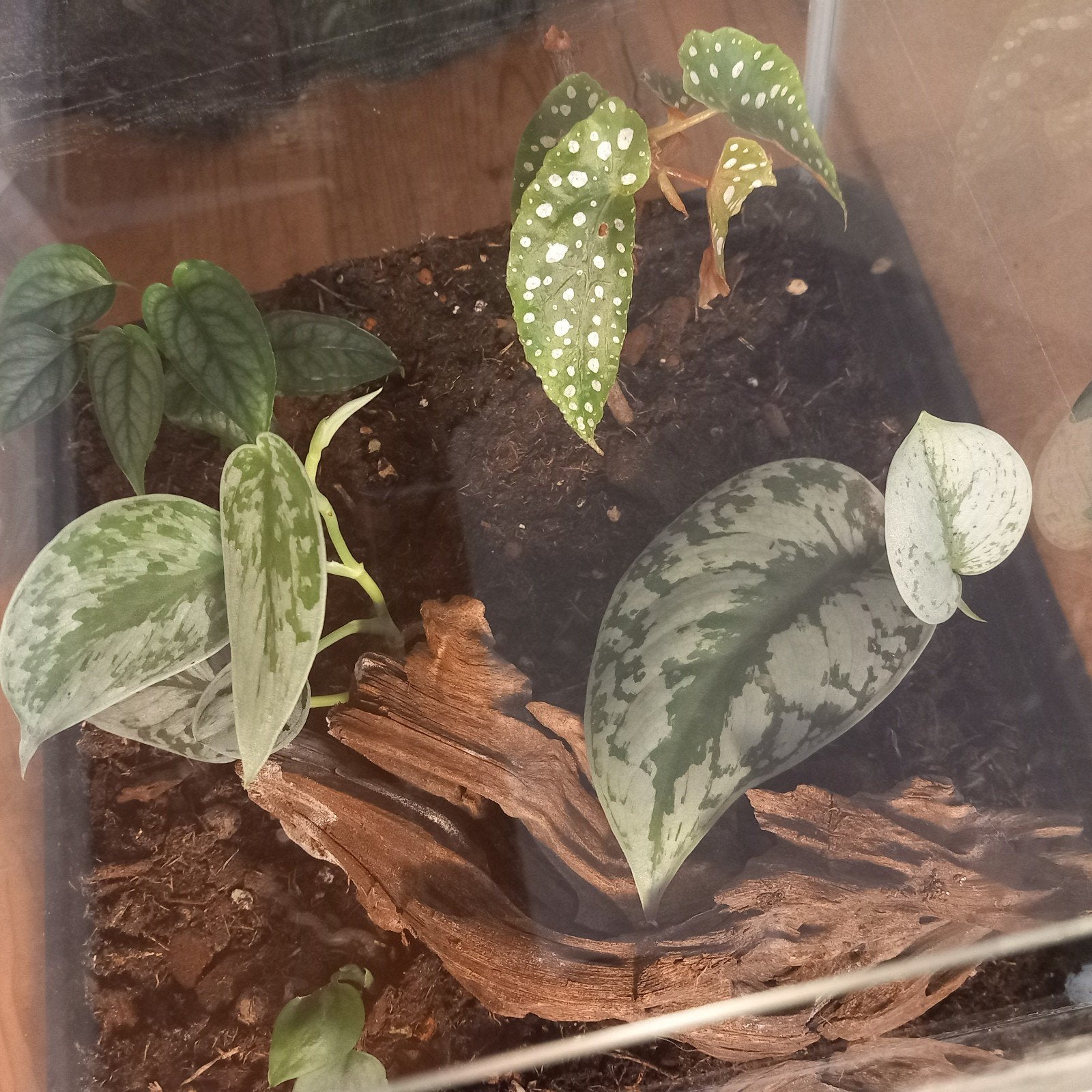 terrarium met plantjes, Ophalen, Halfschaduw, Minder dan 100 cm