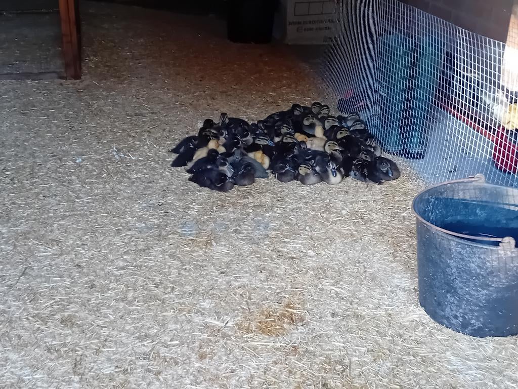 Jonge eendjes, Meerdere dieren, Eend