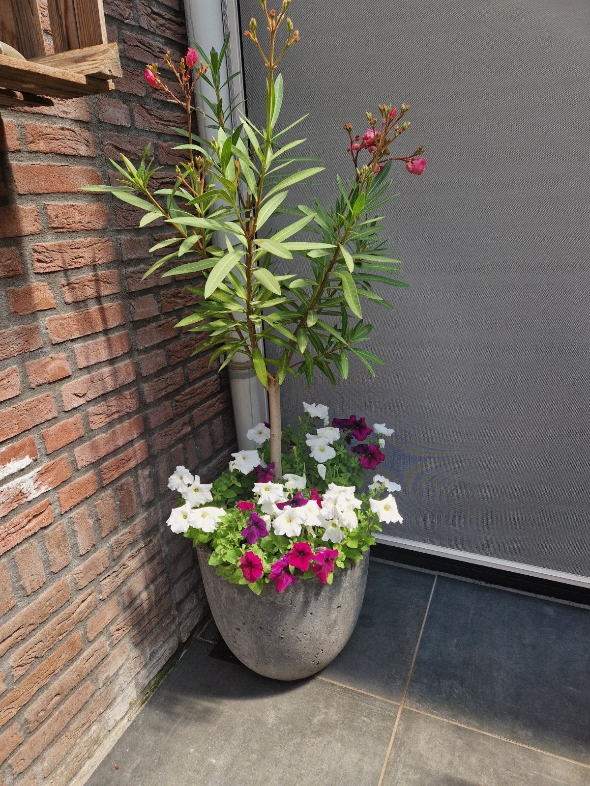 Grijze buitenpot met Oleander en zomergoed, Tuin en Terras, Planten | Tuinplanten, Ophalen, Zomer, Vaste plant, Halfschaduw