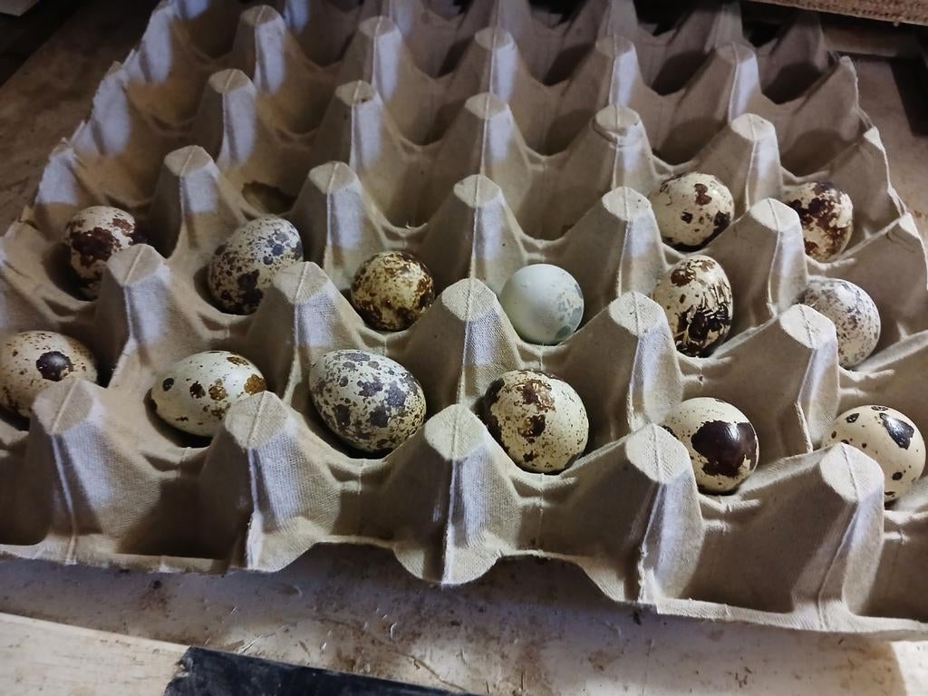 Broedeieren Japanse en Jumbo en texas kwartels, Dieren en Toebehoren, Pluimvee | Toebehoren, Ophalen of Verzenden, Overige typen