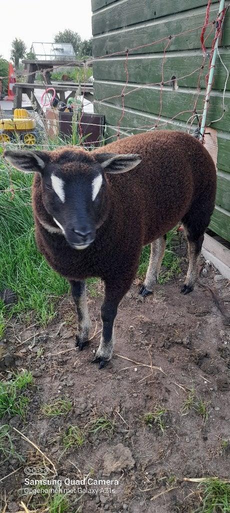 Dassenkop lam ooien en ram, Dieren en Toebehoren, Meerdere dieren, Schaap, 0 tot 2 jaar