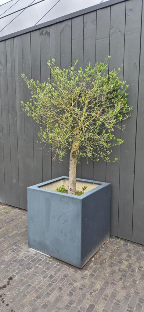 Mooie plantenbak met olijfboom, Tuin en Terras, Planten | Bomen, Ophalen, Volle zon, Olijfboom, 100 tot 250 cm