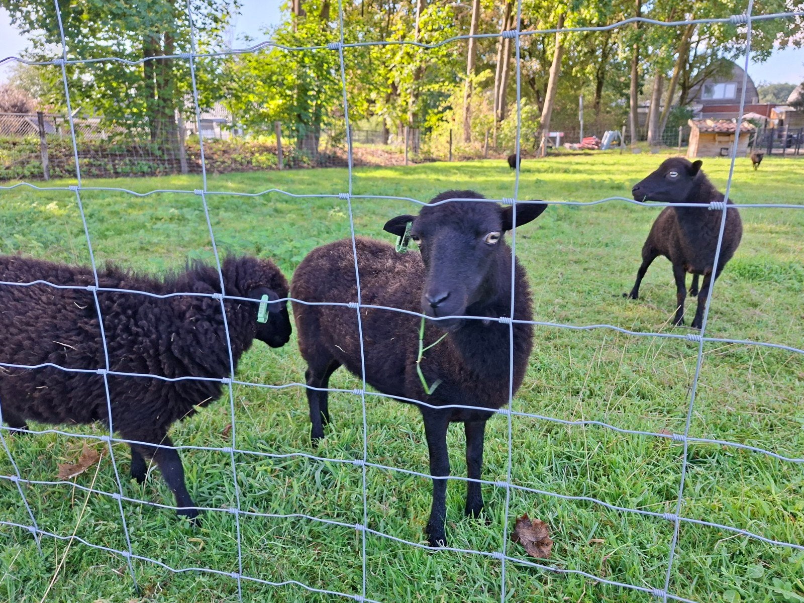 Kleine kudde mini schapen te huur, Dieren en Toebehoren, Schapen, Geiten en Varkens, Schaap